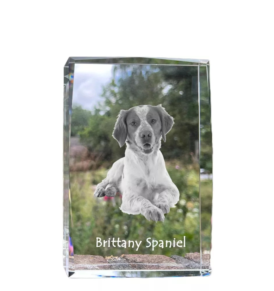 Bretonischer Spaniel, Bretonischer Vorstehhund, Brittany - Kristall mit einem Hundebild, Bild im Glas, moderne Ausstellung des Art-Dog-Bildes.