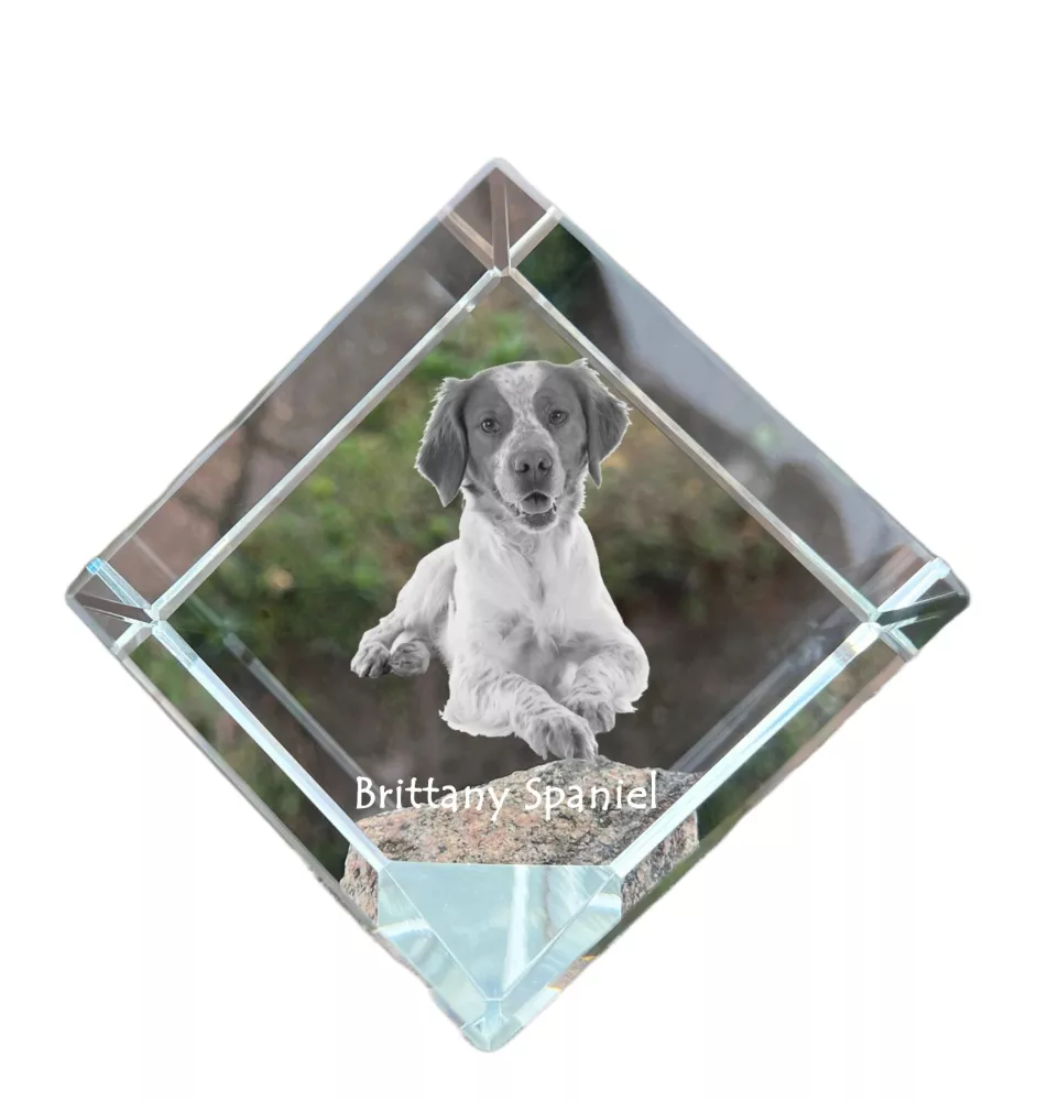 Bretonischer Spaniel, Bretonischer Vorstehhund, Brittany - Kristallwürfel mit Bild, Pferdebild im Kristall, sechseckiger Papierclip der Marke Art-Dog