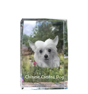 Chien chinois à crête, chien nu chinois - cristal avec une photo de chien, photo sous verre, exposition moderne de la marque de photos Art-Dog