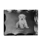 Cockapoo, Cockerpoo, Cockerdoodle - crystal with a picture of a dog, glass statuette with a picture, unique frame with a picture from Art-Dog brand