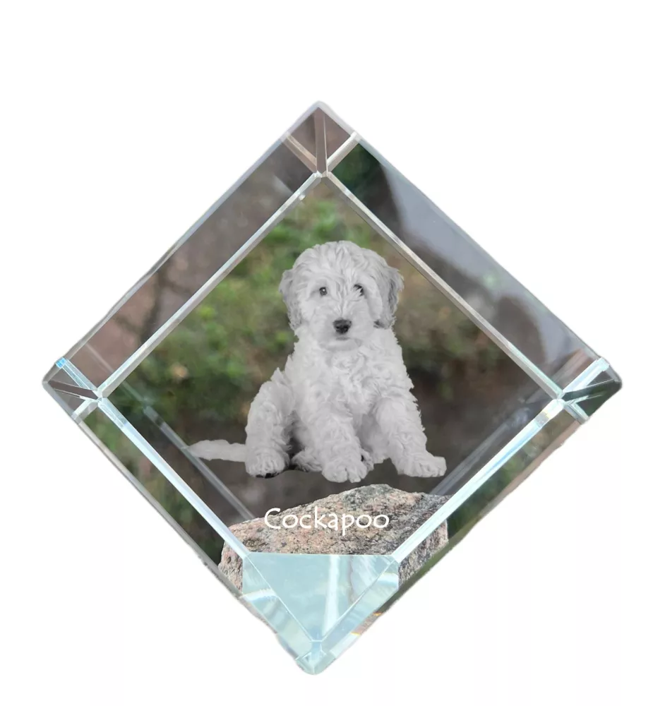 Cockapoo, Cockerpoo, Cockerdoodle - crystal cube with a photo, photo of a horse in crystal, cubic paperweight from Art-Dog brand