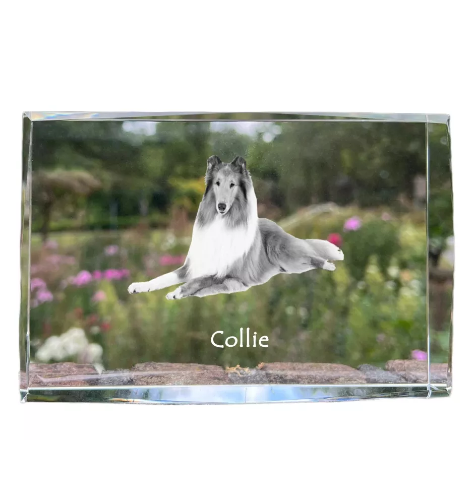 Collie à poil long, Colley à poil long, berger écossais - cristal avec une photo de chien, photo sous verre, exposition moderne de la marque de photos Art-Dog