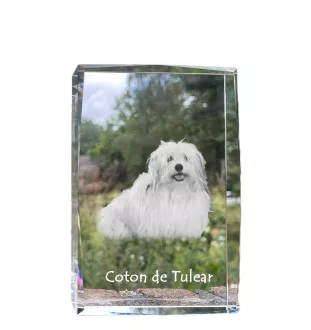 Coton de Tulear, Baumwollhund - Kristall mit einem Hundebild, Bild im Glas, moderne Ausstellung des Art-Dog-Bildes.