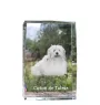 Coton de Tulear, Cotie - crystal with a picture of a dog, photo in glass, modern exhibition of Art-Dog brand photo