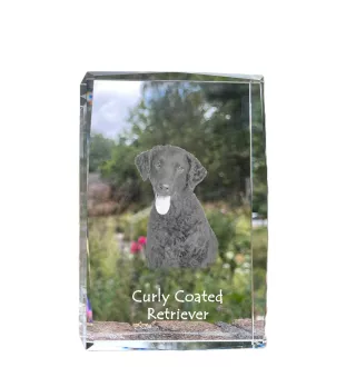 Curly Coated Retriever - Kristall mit einem Hundebild, Bild im Glas, moderne Ausstellung des Art-Dog-Bildes.