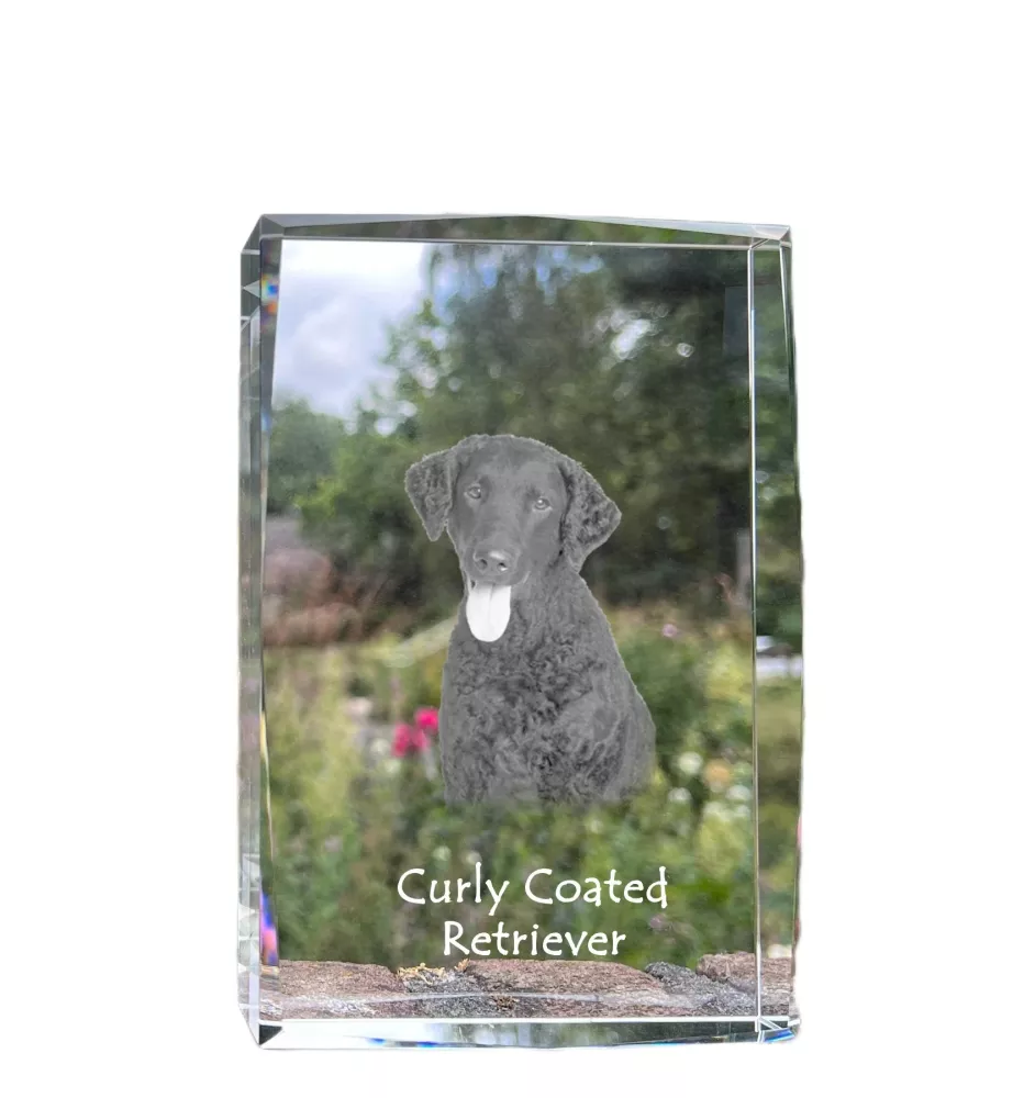 Curly Coated Retriever - Kristall mit einem Hundebild, Bild im Glas, moderne Ausstellung des Art-Dog-Bildes.