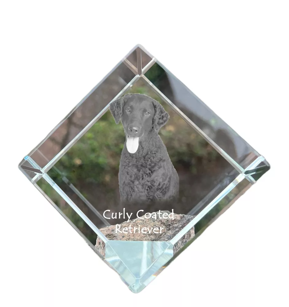 Retriever à poil bouclé, Curly Coated Retriever - un cube de cristal avec une photo, une photo de cheval dans le cristal, un presse-papiers cubique de la marque Art-Dog