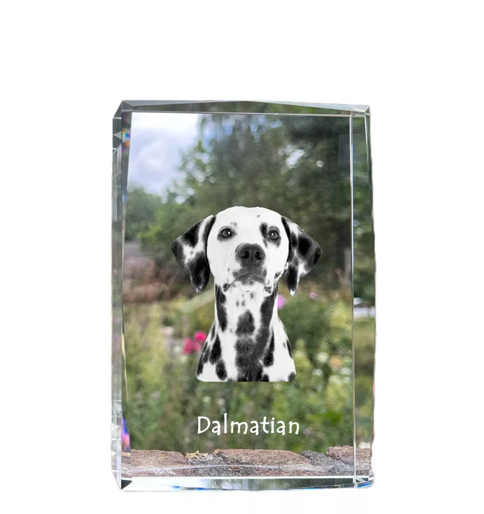Dalmatien - cristal avec une photo de chien, photo sous verre, exposition moderne de la marque de photos Art-Dog