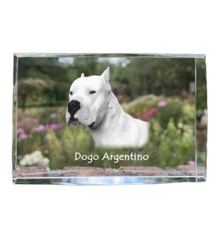 Dogue argentin, Dogo argentino - cristal avec une photo de chien, photo sous verre, exposition moderne de la marque de photos Art-Dog