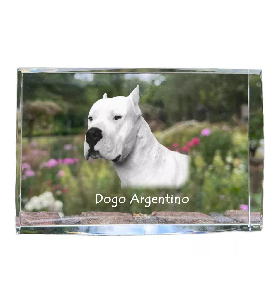 Dogo Argentino - crystal with a picture of a dog, photo in glass, modern exhibition of Art-Dog brand photo