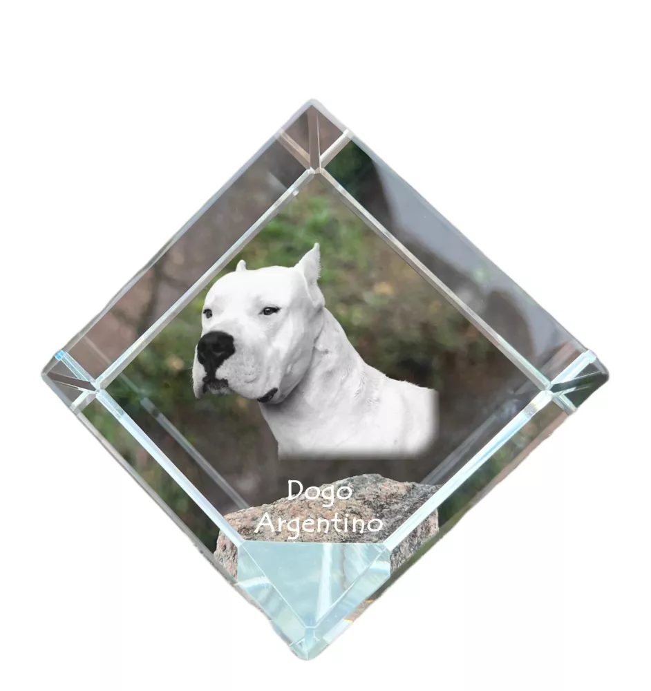Dogue argentin, Dogo argentino - un cube de cristal avec une photo, une photo de cheval dans le cristal, un presse-papiers cubique de la marque Art-Dog