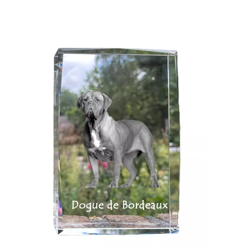 Bordeauxdogge, Dogue de Bordeaux - Kristall mit einem Hundebild, Bild im Glas, moderne Ausstellung des Art-Dog-Bildes.