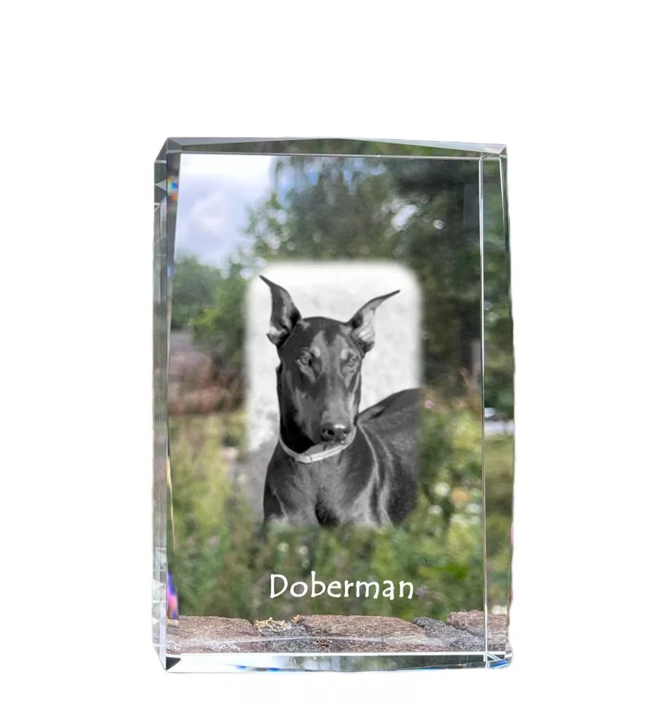 Dobermann, Doberman Pinscher, Dobie - crystal with a picture of a dog, photo in glass, modern exhibition of Art-Dog brand photo