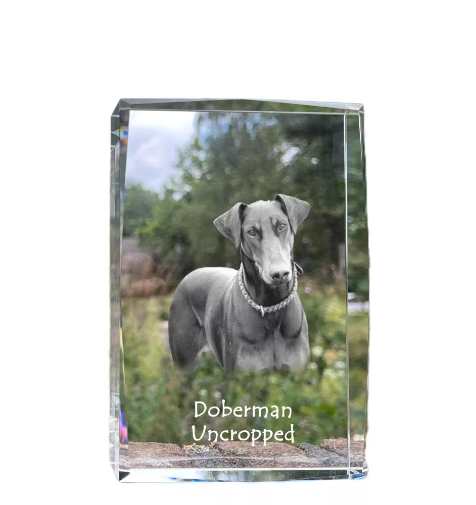 Dobermann, Dobermann Pinscher I - cristal avec une photo de chien, photo sous verre, exposition moderne de la marque de photos Art-Dog