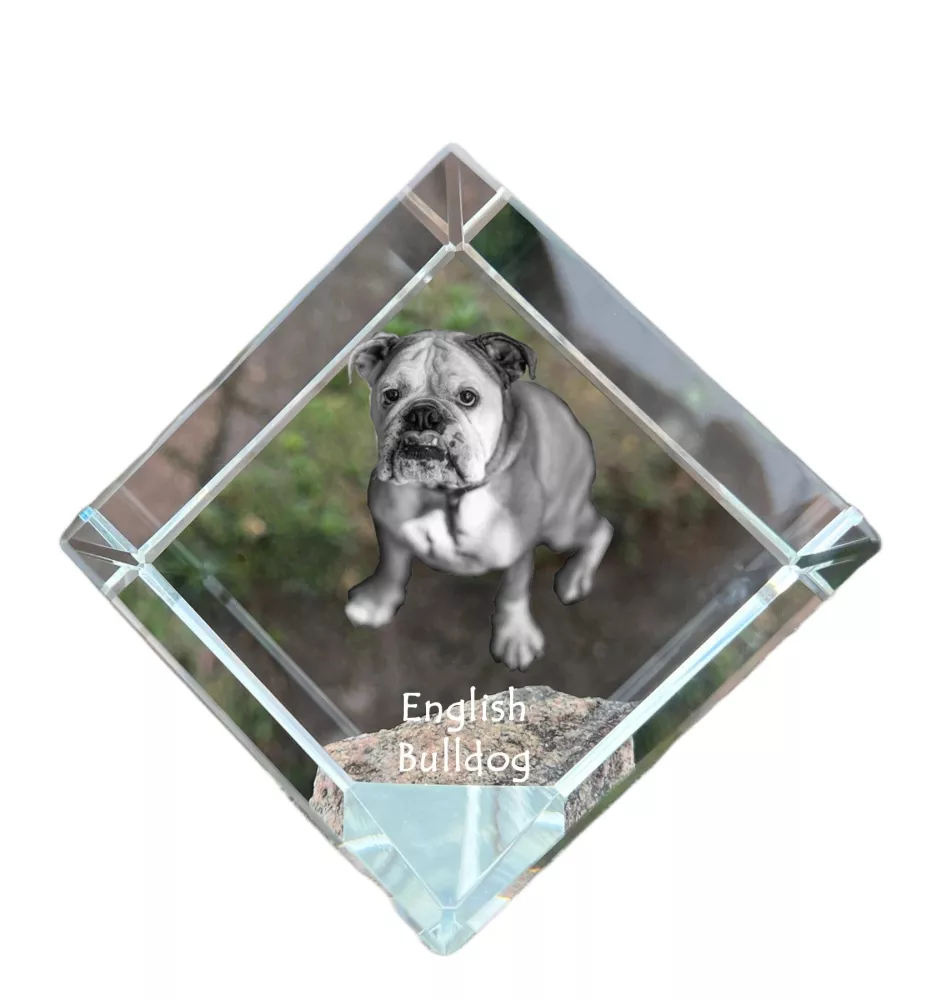 Bulldog, Englische Bulldogge - Kristallwürfel mit Bild, Pferdebild im Kristall, sechseckiger Papierclip der Marke Art-Dog