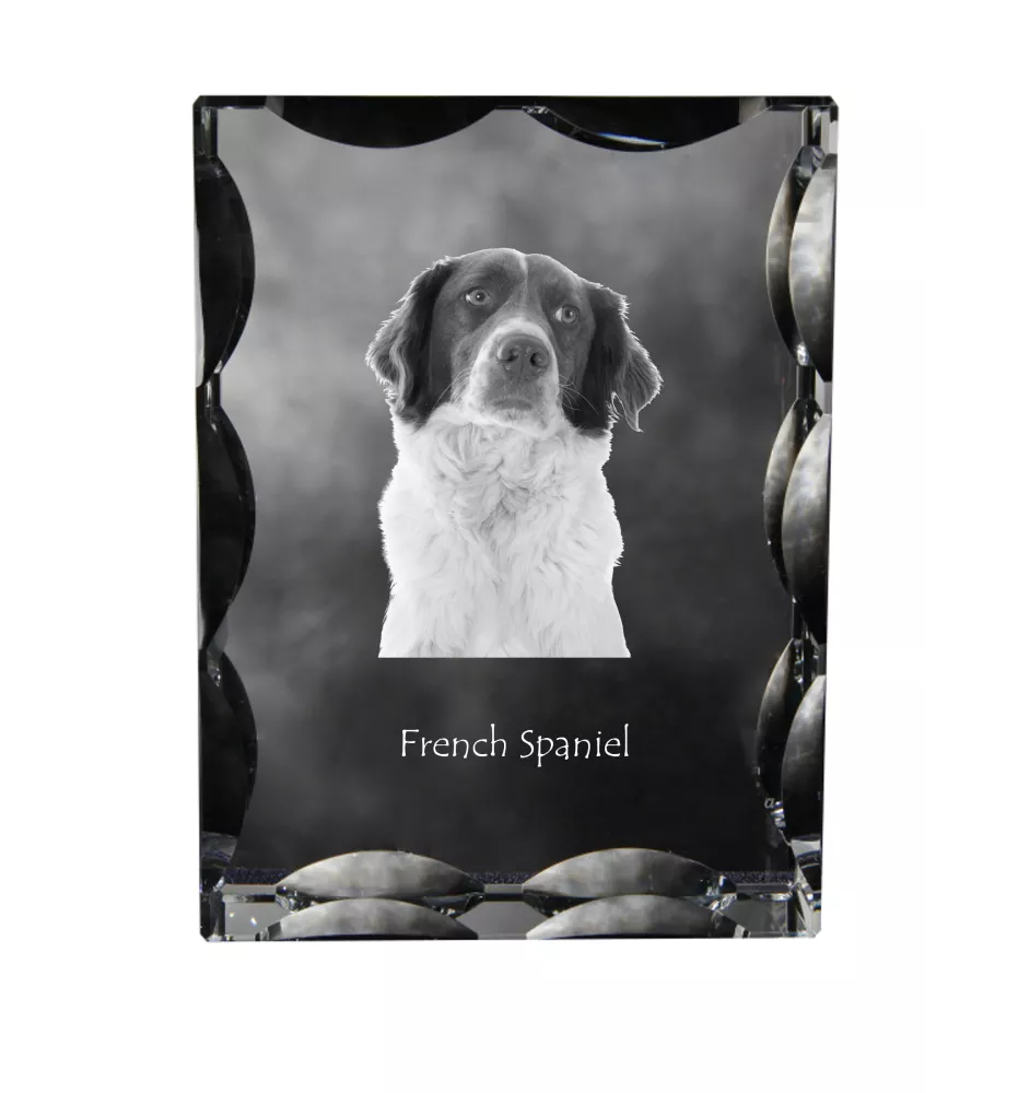 Französischer Spaniel, Epagneul Français - Kristall mit einem Hundebild, Glasstatuette mit einem Bild, einzigartiger Bilderrahmen der Marke Art-Dog