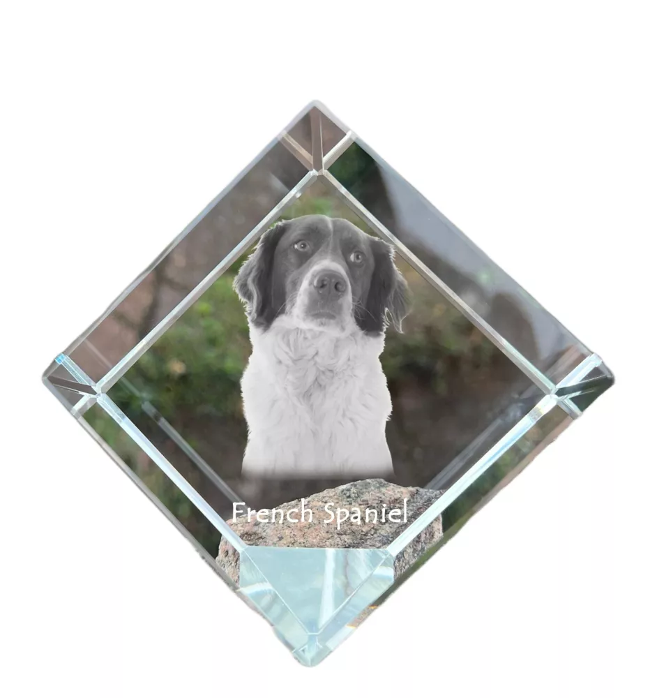 Französischer Spaniel, Epagneul Français - Kristallwürfel mit Bild, Pferdebild im Kristall, sechseckiger Papierclip der Marke Art-Dog