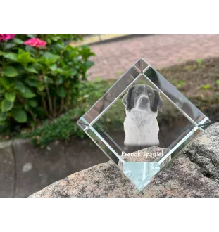 French Spaniel, French Setter, Canadian Setter - crystal cube with a photo, photo of a horse in crystal, cubic paperweight from Art-Dog brand