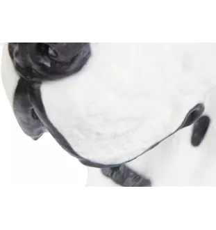 Deutsche Dogge, Ulmer Dogge, Große Dogge IV - Urne für Hundeasche, Hundebüste, großer Hundekopf für den Garten von Art-Dog