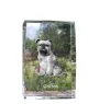 Griffon Bruxellois, Brussels Griffon - crystal with a picture of a dog, photo in glass, modern exhibition of Art-Dog brand photo