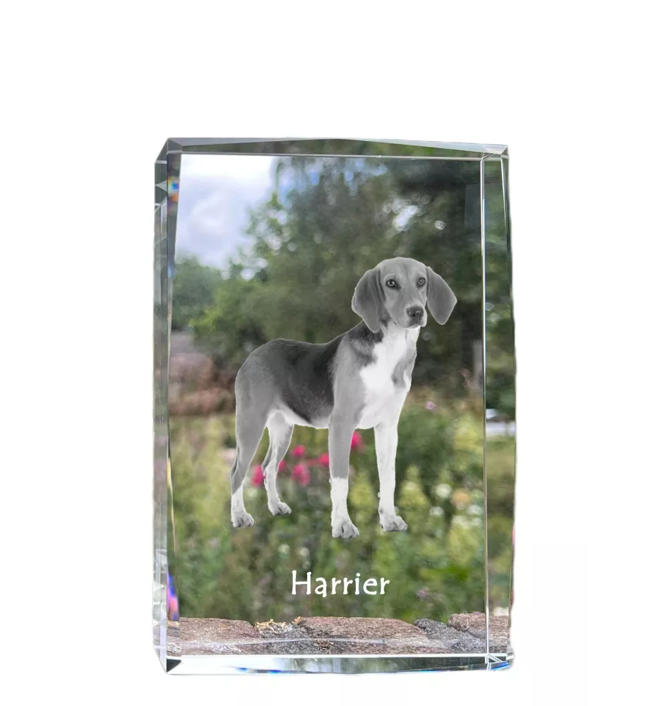 Harrier - crystal with a picture of a dog, photo in glass, modern exhibition of Art-Dog brand photo