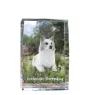 Icelandic Sheepdog, Icelandic Spitz, Iceland Dog - crystal with a picture of a dog, photo in glass, modern exhibition of Art-Dog brand photo