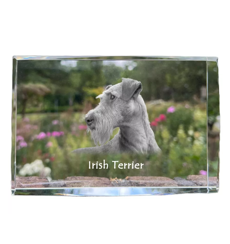 Irish Terrier, Irish Red Terrier, Brocaire Rua - crystal with a picture of a dog, photo in glass, modern exhibition of Art-Dog brand photo