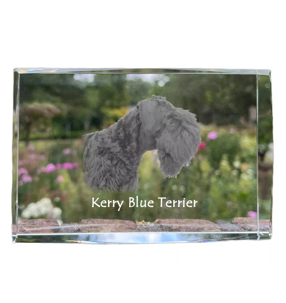 Terrier Kerry Blue - cristal avec une photo de chien, photo sous verre, exposition moderne de la marque de photos Art-Dog