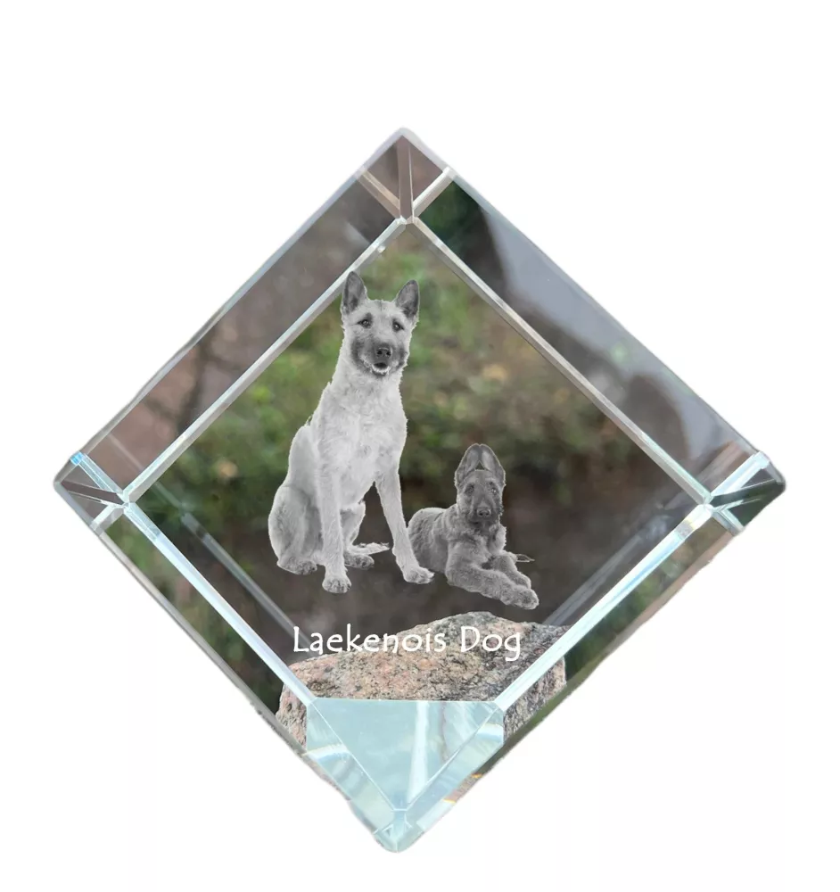 Laekenois chien de berger belge - un cube de cristal avec une photo, une photo de cheval dans le cristal, un presse-papiers cubique de la marque Art-Dog