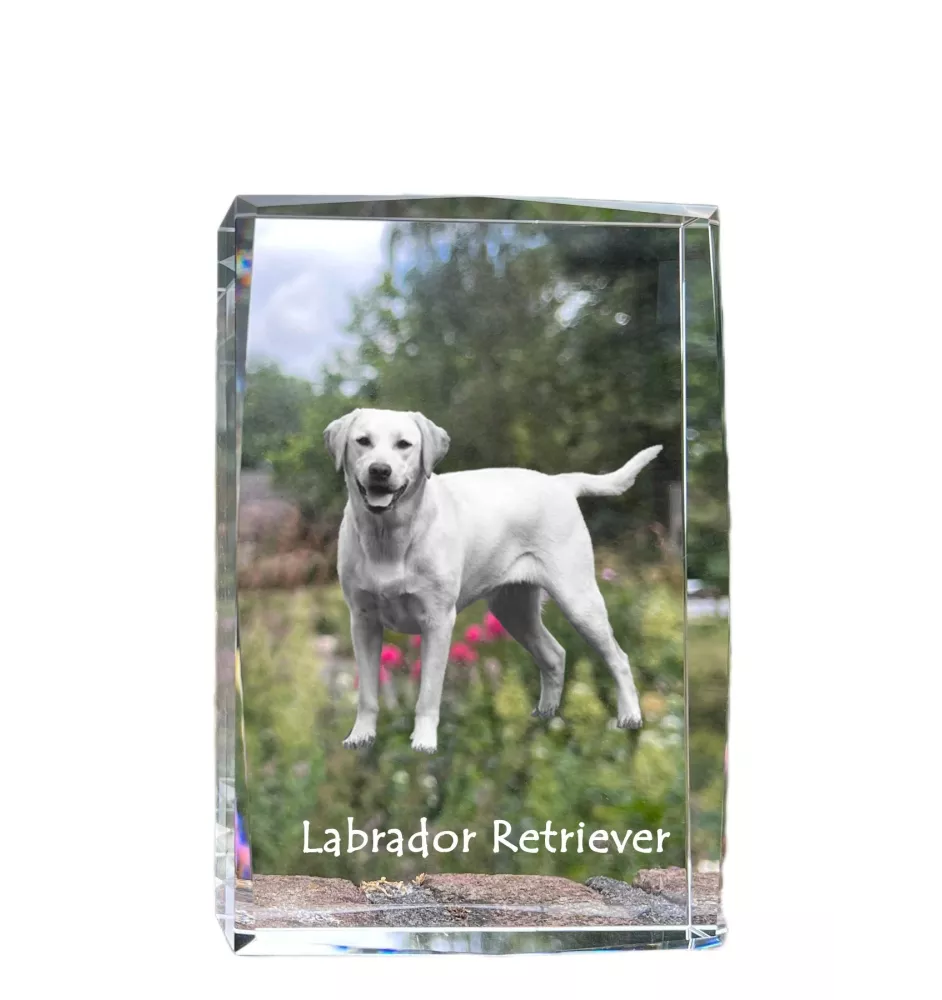 Labrador Retriever I - crystal with a picture of a dog, photo in glass, modern exhibition of Art-Dog brand photo