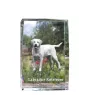 Labrador Retriever, retriever du Labrador I - cristal avec une photo de chien, photo sous verre, exposition moderne de la marque de photos Art-Dog
