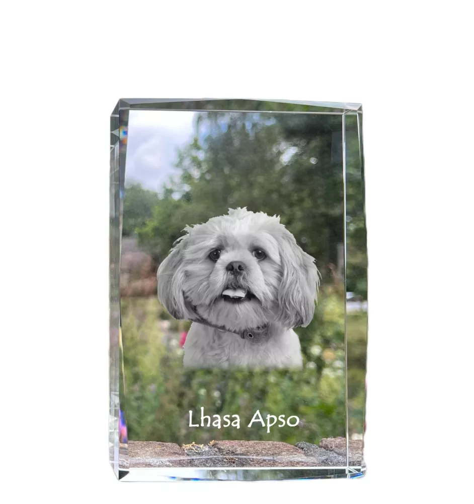 Lhasa Apso, Lhasaterrier, Löwenhund - Kristall mit einem Hundebild, Bild im Glas, moderne Ausstellung des Art-Dog-Bildes.