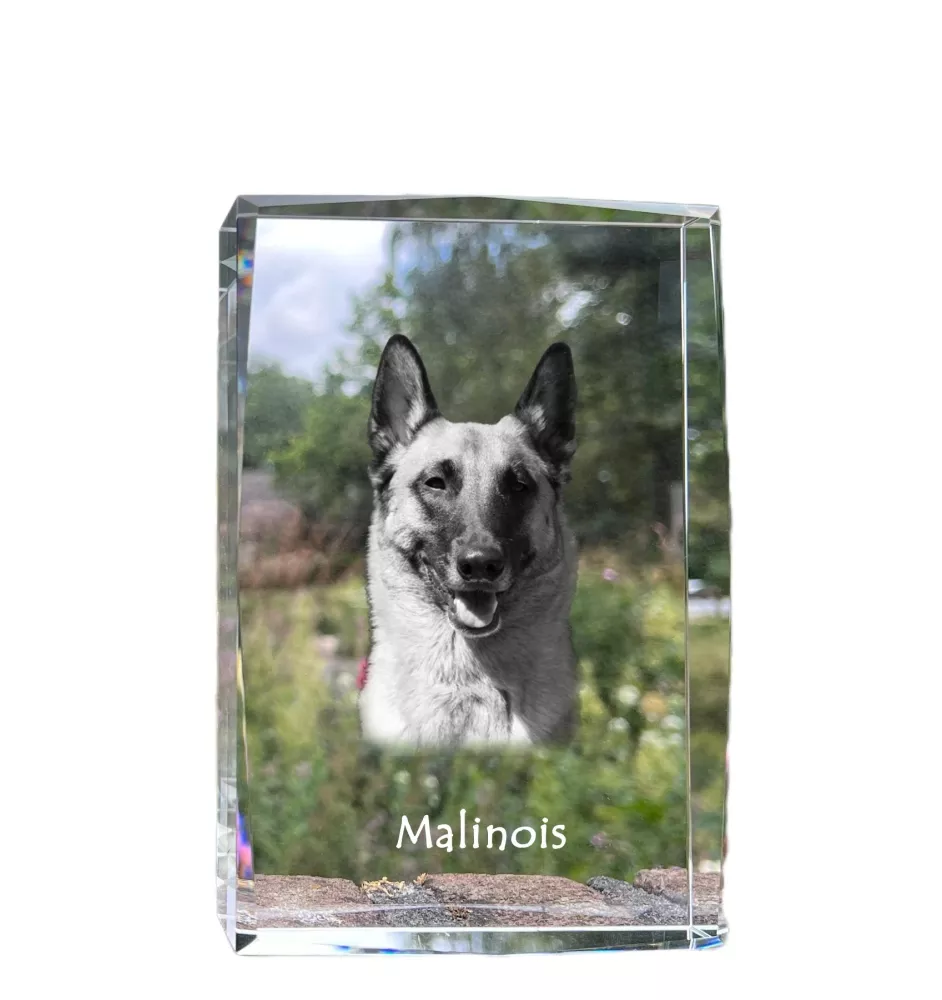Malinois Belgian Shepherd Dog - crystal with a picture of a dog, photo in glass, modern exhibition of Art-Dog brand photo