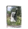 Malinois chien de berger belge - cristal avec une photo de chien, photo sous verre, exposition moderne de la marque de photos Art-Dog