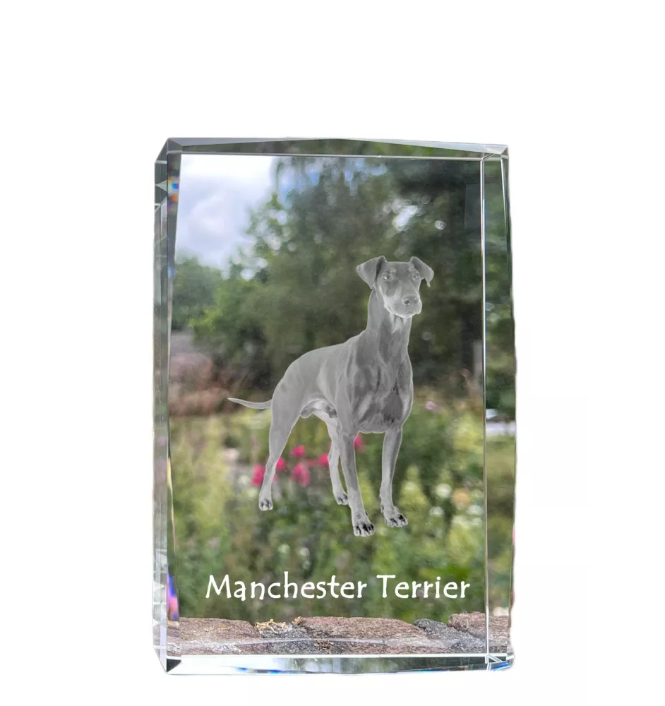Manchester Terrier - crystal with a picture of a dog, photo in glass, modern exhibition of Art-Dog brand photo