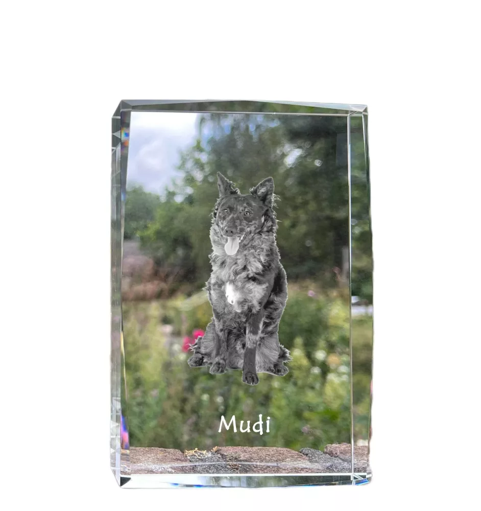 Mudi - cristal avec une photo de chien, photo sous verre, exposition moderne de la marque de photos Art-Dog