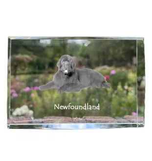 Neufundländer, Newfoundland - Kristall mit einem Hundebild, Bild im Glas, moderne Ausstellung des Art-Dog-Bildes.