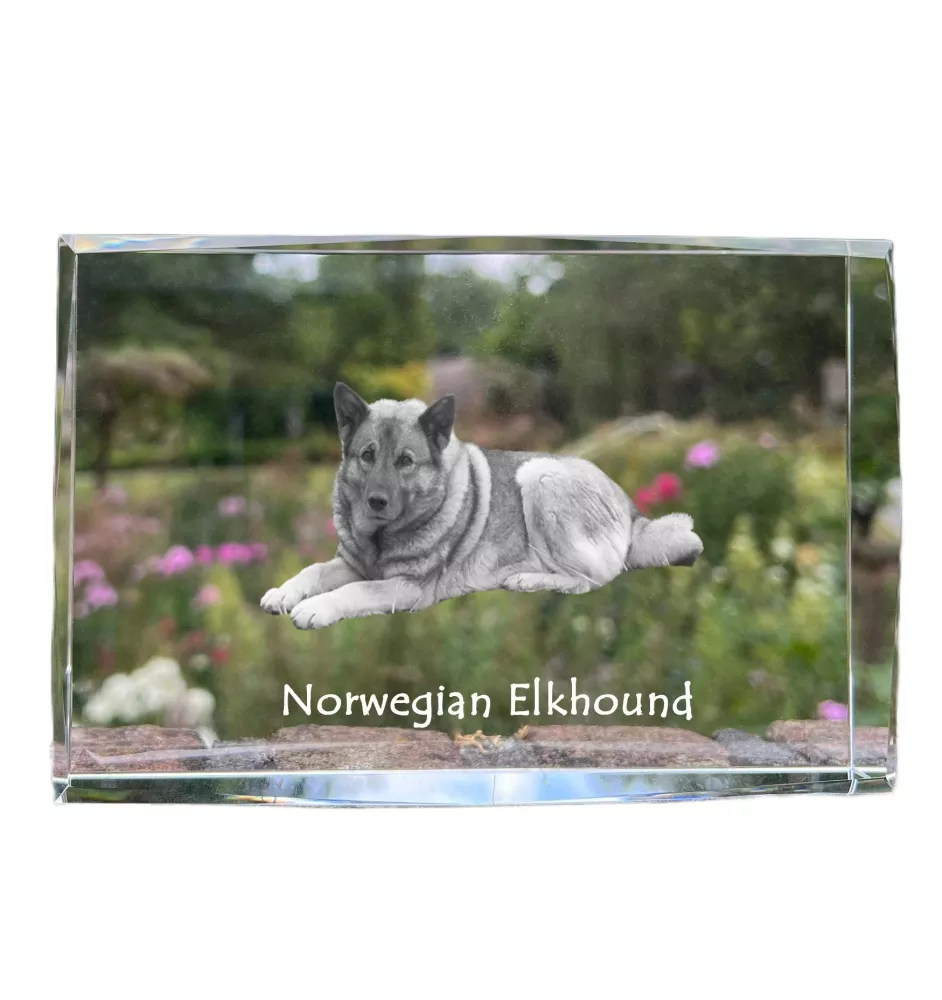 Norwegian Elkhound, Norsk elghund, Gray Norwegian Elkhound - crystal with a picture of a dog, photo in glass, modern exhibition of Art-Dog brand photo