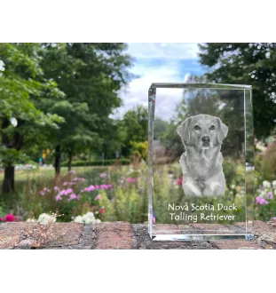 Nova Scotia Duck Tolling Retriever, Yarmouth Toller - crystal with a picture of a dog, photo in glass, modern exhibition of Art-Dog brand photo