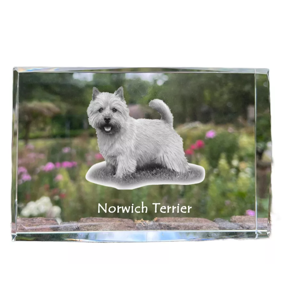 Norwich Terrier - crystal with a picture of a dog, photo in glass, modern exhibition of Art-Dog brand photo