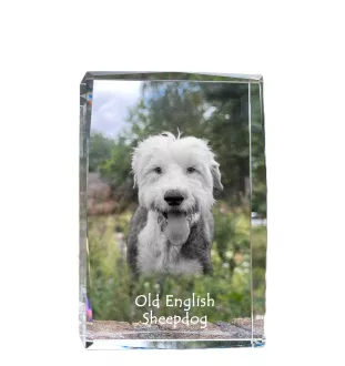 Chien de Berger Anglais - cristal avec une photo de chien, photo sous verre, exposition moderne de la marque de photos Art-Dog