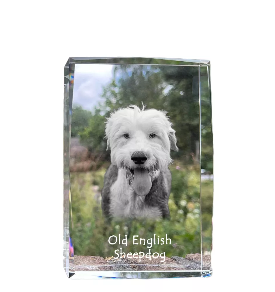 Chien de Berger Anglais - cristal avec une photo de chien, photo sous verre, exposition moderne de la marque de photos Art-Dog