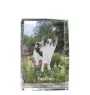 Papillon, Continental Toy Spaniel, Butterfly dog - crystal with a picture of a dog, photo in glass, modern exhibition of Art-Dog brand photo