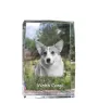 Pembroke Welsh Corgi - cristal avec une photo de chien, photo sous verre, exposition moderne de la marque de photos Art-Dog