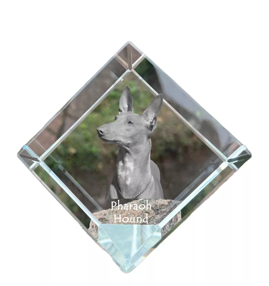 Pharaoh Hound, Kelb tal-Fenek - crystal cube with a photo, photo of a horse in crystal, cubic paperweight from Art-Dog brand