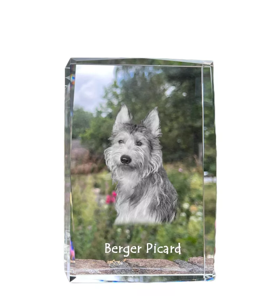 Berger de Picardie, Berger Picard - cristal avec une photo de chien, photo sous verre, exposition moderne de la marque de photos Art-Dog