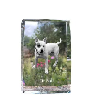 Pit Bull, American Pit Bull Terrier, Pitbull, APBT - Kristall mit einem Hundebild, Bild im Glas, moderne Ausstellung des Art-Dog-Bildes.