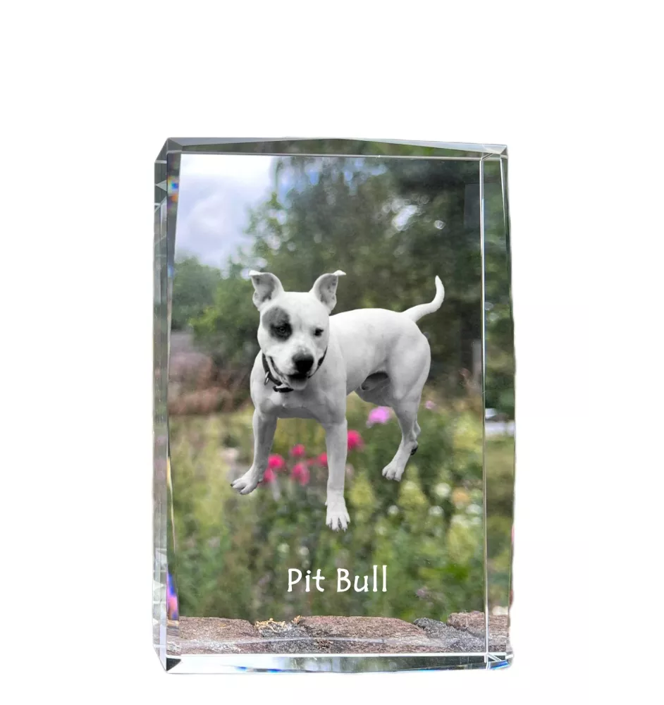 Pit Bull, American Pit Bull Terrier, Pitbull, APBT - Kristall mit einem Hundebild, Bild im Glas, moderne Ausstellung des Art-Dog-Bildes.