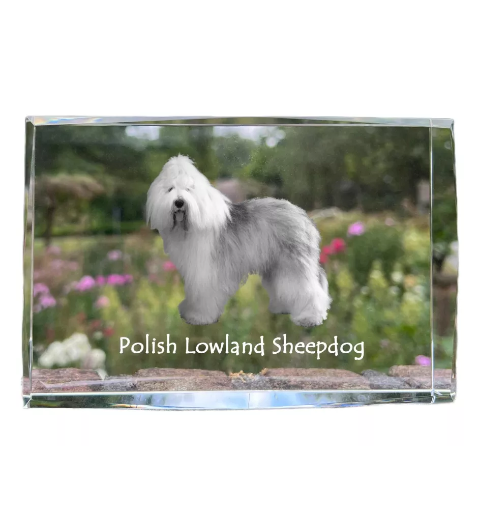 Berger polonais de plaine - cristal avec une photo de chien, photo sous verre, exposition moderne de la marque de photos Art-Dog