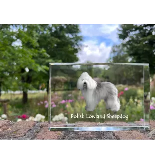 Berger polonais de plaine - cristal avec une photo de chien, photo sous verre, exposition moderne de la marque de photos Art-Dog